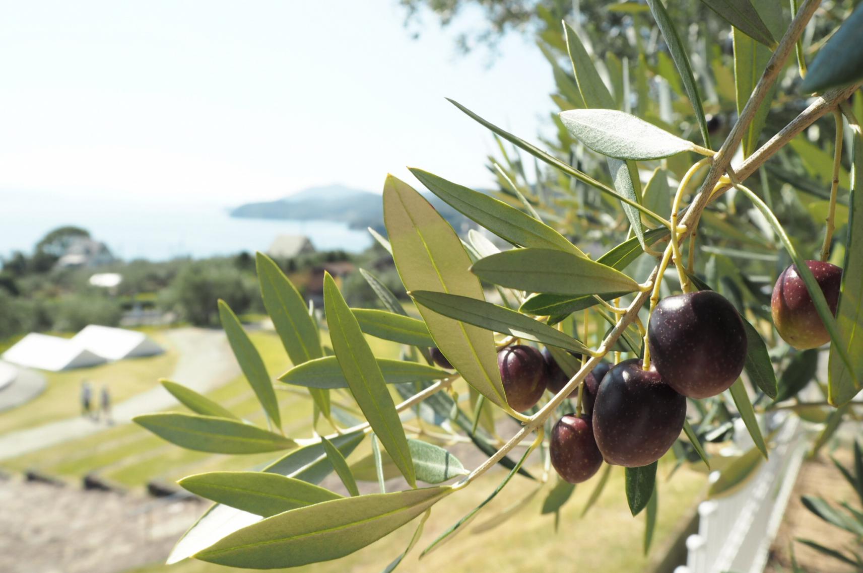 Shodoshima Island-1